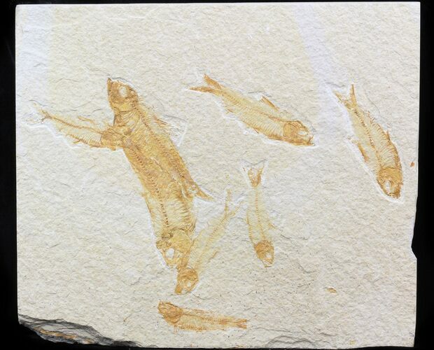 Multiple Knightia Fossil Fish Plate - x #42452